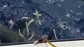 Shark Eats Massive Tuna Off Fishing Line