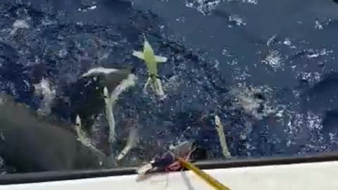 Shark Eats Massive Tuna Off Fishing Line