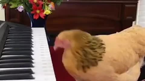 Beethove-hen a chicken playing the piano isn't the greatest thing you've ever play piano.