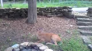 My Pet Deer Chewing The Cud