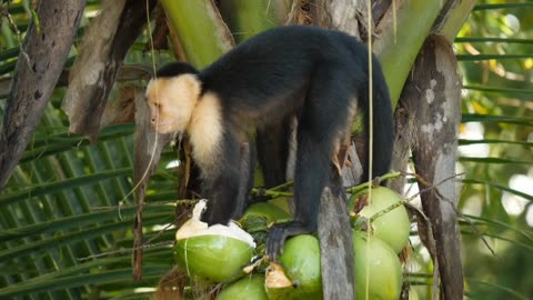 Dub feeding system of monkeys