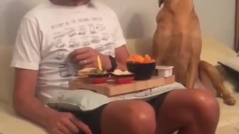 Funny 😂 - Dog steal glances at owner's food.