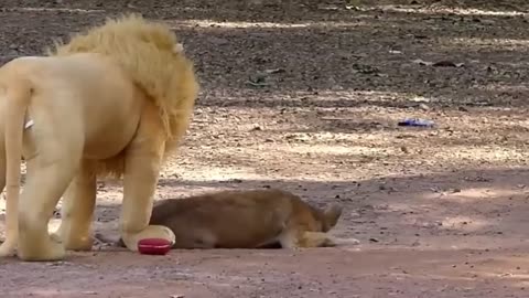 Prank Dog Funny & fake Lion and Fake Tiger
