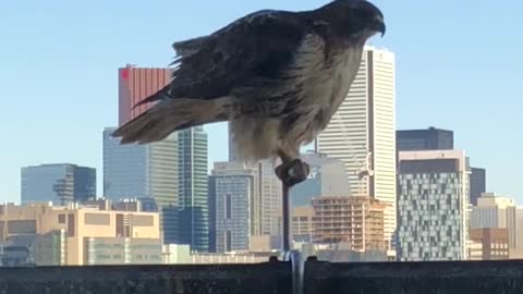 Urban hawk leaves "surprise" on downtown balcony