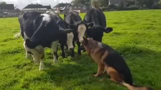 Herd Of Cows Is Excited To Meet German Shepherd