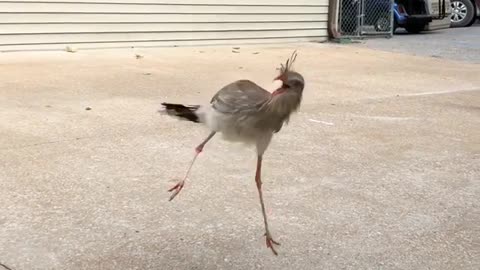 Red-Legged Seriema Jumps for Food