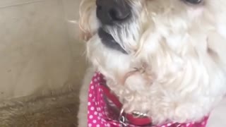 White dog balance treat on nose and waits for owner's command