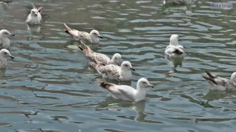 Lake gulls