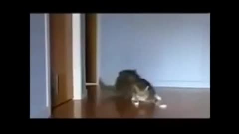 Cat & Dog Funny Drift Video