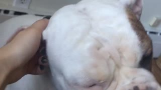 Dog getting ear scratched