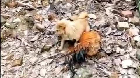 Supper Funny Chicken VS Dog Fight