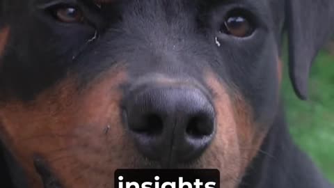 Rottweilers- Key Facts in Under 60 Seconds - Total Pet Tales - #pets #dogs #rottweiler #facts