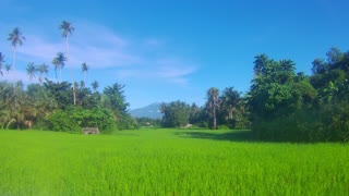 Rice Paddy