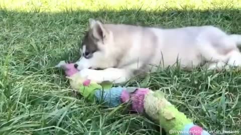 Cute Husky Puppies | Funny Dog Compilation