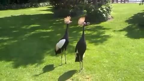 Crowned crane