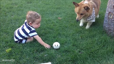 Corgi Are The Best-CUTEST Compilation