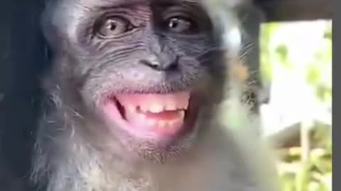 Monkey laughing