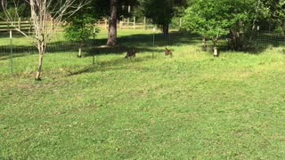 Baby goats and baby sheep.