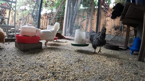 Backyard Chickens Fun Relaxing Sounds Noises Hens Clucking Roosters Crowing!