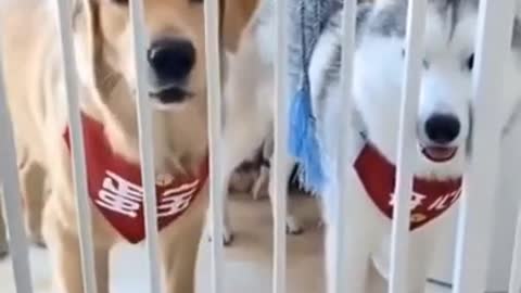 HILARIOUS DOGS TRY NOT TO LAUGH