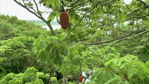 Wildest Islands (Season 2): Amazon River Islands: The Floating Forest