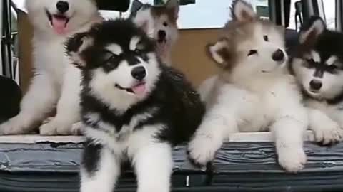 Cute puppy video 🐕♥️👍