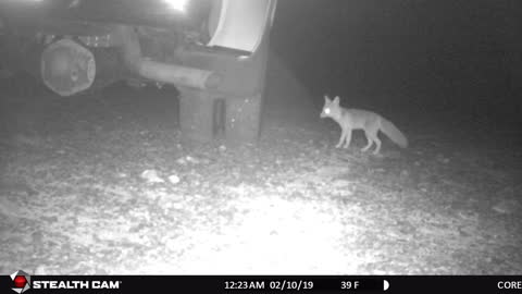 Curious Little Fox in Arizona