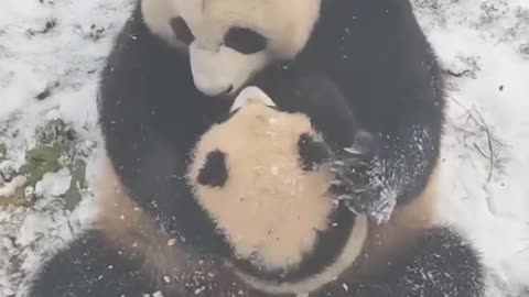 Mama Panda’s Love For Her Baby 🥰