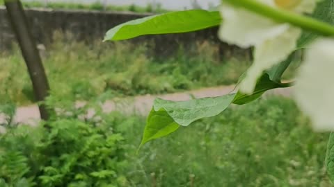 Flowers and bees