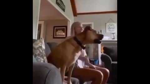 Dog Watching Football