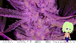 Purple Majik - Ethos Genetics