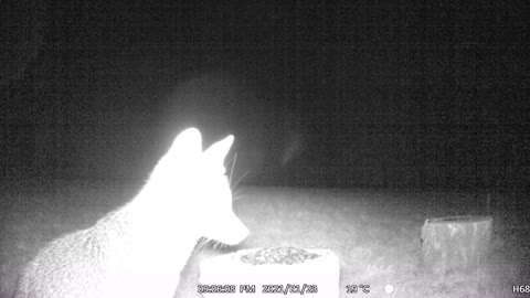 Another Fox Eating Seeds, Looking Around Cautiously!