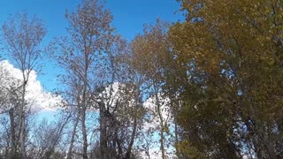 Autumn trees in the wind 2