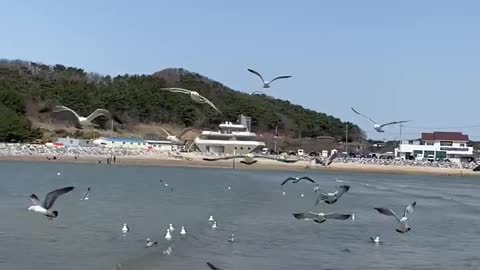 korea sea