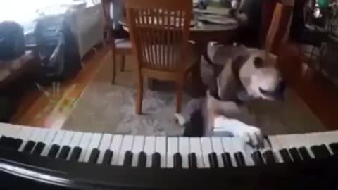 Dog Playing Piano with Singing