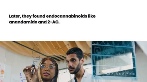What is the Endocannabinoid System, and how does it work?