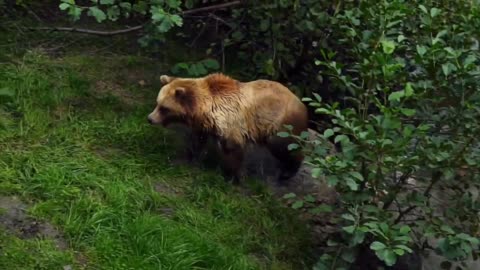 Brown bear spotted taking a bath