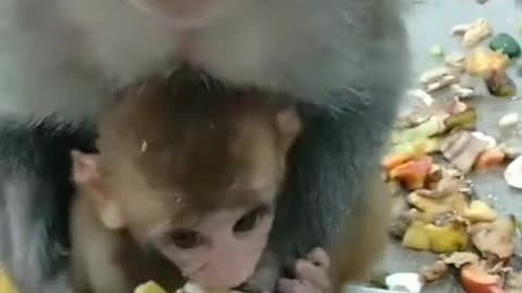 A monkey mother who loves her baby