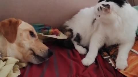 Sweet Dog & Cat Playtime Together