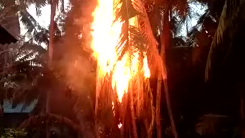 Burning Coconut Tree