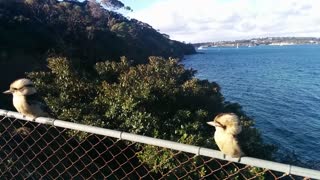 Kookaburra singing