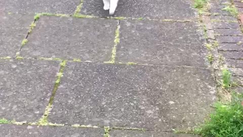 Cat loves to go for walks with her human