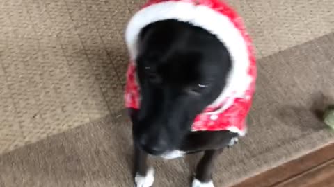 Dog wears a red christmas sweater