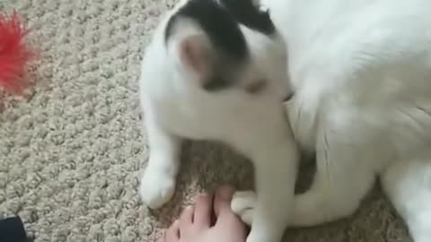 my roommates cat bites my foot and dies!