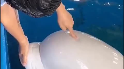 How soft a (dolphin's) head is!