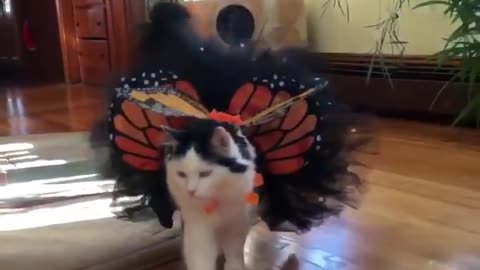 Cat Dressed As Butterfly Ready for Halloween