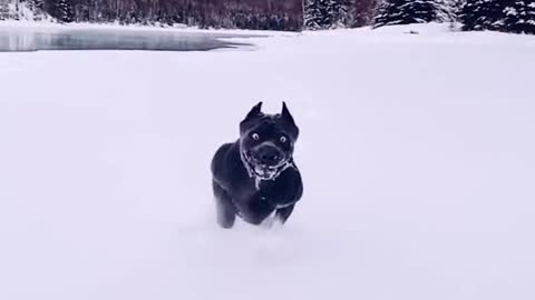 The Black Dog ice runway winter Dog