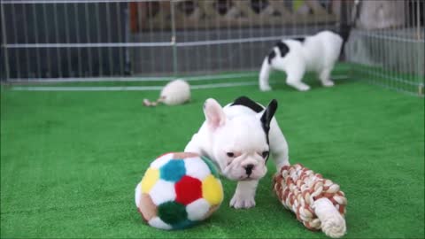 funny french bulldogs video