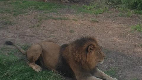 Lion King 🦁 of savana