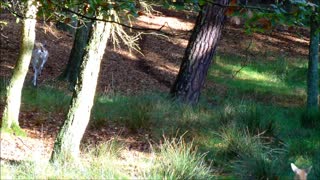 Herd Of Falloe Deers Racing Their Deer Alpha